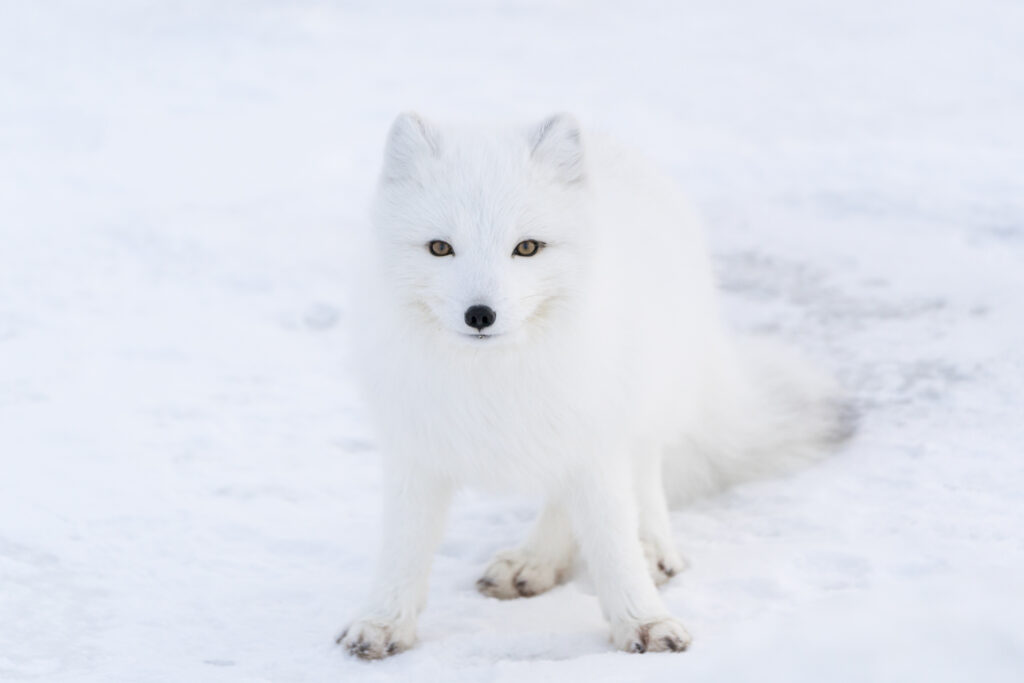 A white arctic fox on snow